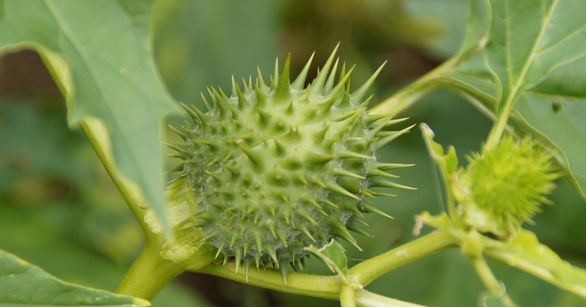 Giftige planten in Schelle vragen om zorgvuldige verwijdering