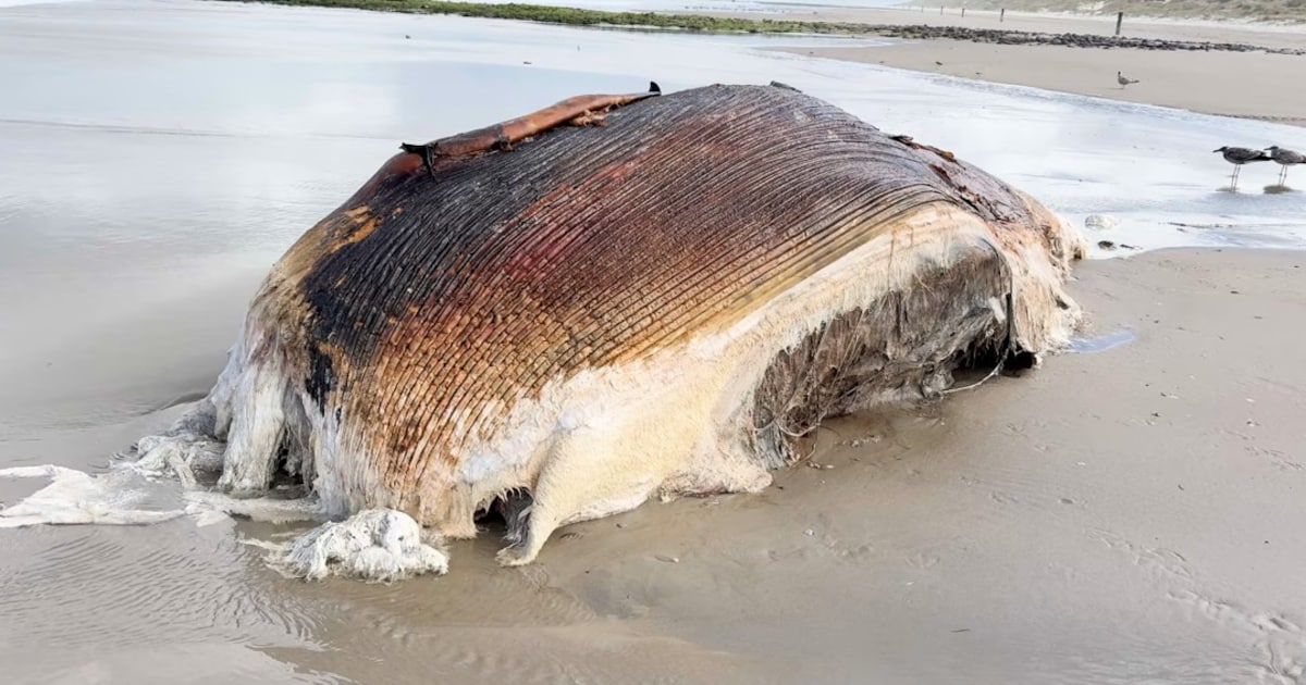 Voor het eerst in 25 jaar: dwergvinvis aangespoeld op Nederlands Waddeneiland Vlieland