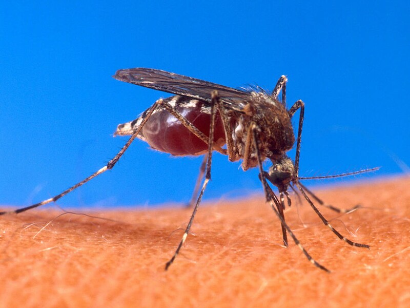 Het denguevirus wordt vooral overgedragen door Aedes-muggen, in het bijzonder de A. aegypti (denguemug).