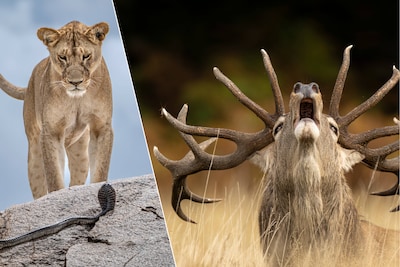 Deze foto’s maken kans op titel van ‘Mooiste dierenfoto van het jaar’