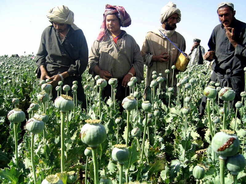 Afghaanse boeren aan het werk op een papaverveld. Papaver wordt gebruikt voor de productie van heroïne.
