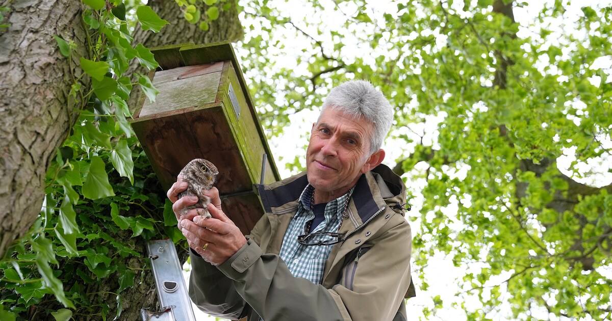 Adrie uit Leenderstrijp is uilenbeschermer van het jaar: ‘Een klein uiltje in mijn handen keek mij r