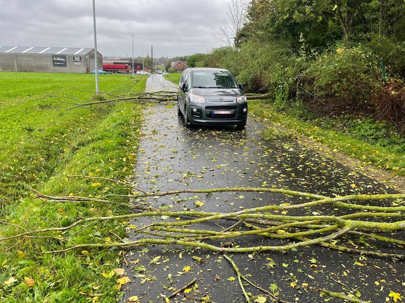 De wagen tussen twee omgevallen bomen in Lendelede