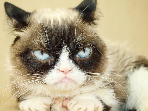 TheOfficialGrumpyCat