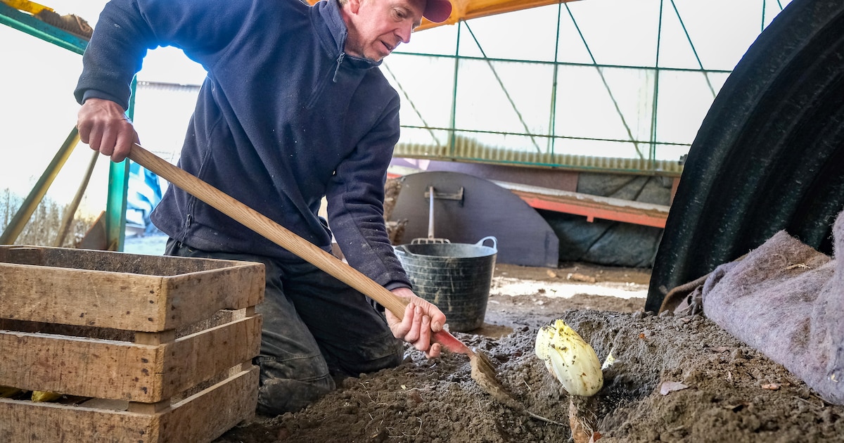 Week van het Witloof start, maar geen reden tot feesten door gebrek aan ...