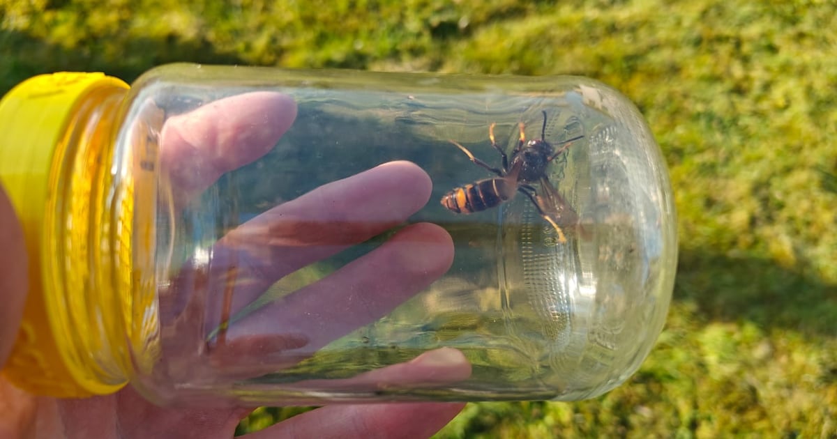 Gemeente vraagt hulp van inwoners om de Aziatische hoornaar te bestrijden