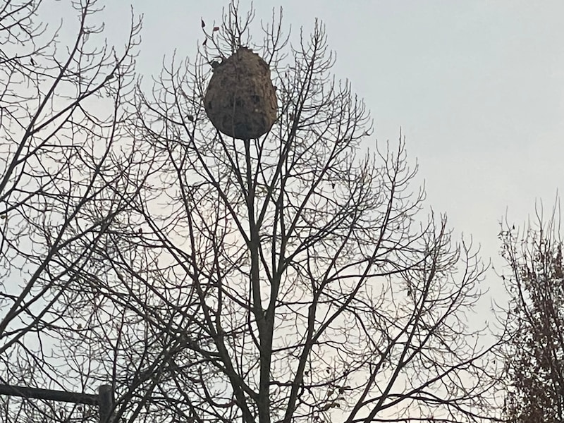 Een groot secundair nest van Aziatische hoornaar