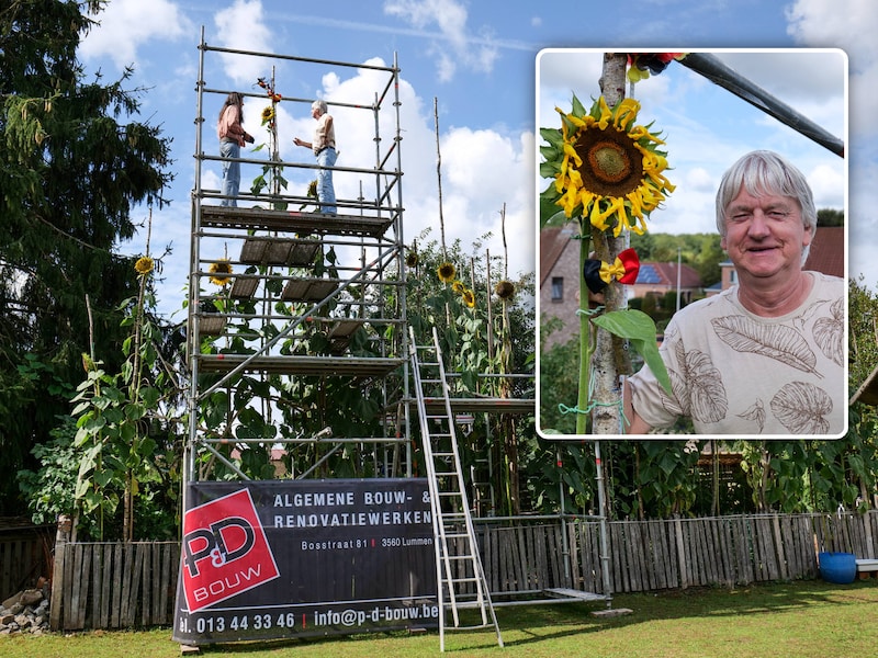 Danny (66) kweekt Belgische recordzonnebloem van 7,04 meter: “En ze groeit nog elke dag”