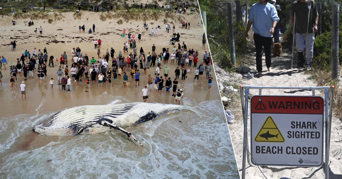 Strand in Perth afgesloten door aangespoelde walvis: ook witte haaien ...