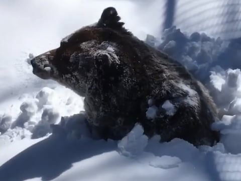 Nicole filmde hoe grizzlybeer Boo na een winterslaap ietwat ‘groggy’ uit een sneeuwlaag tevoorschijn komt.