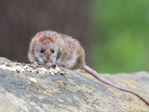 Illustratie Rat