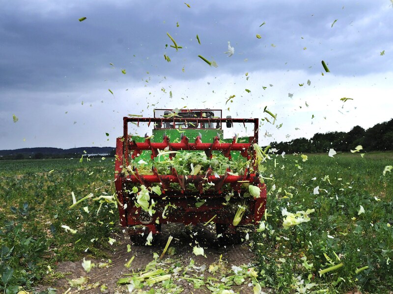 Een boer in het Duitse Ronneberg verhakselt zijn sla, die net als tomaten en komkommers zo goed als onverkoopbaar zijn geworden in Duitsland.