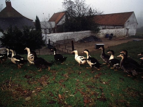 De hoeve van Upigny in 1998.