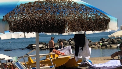 “De koninginnenbij koos de parasol uit”: gigantische bijenzw