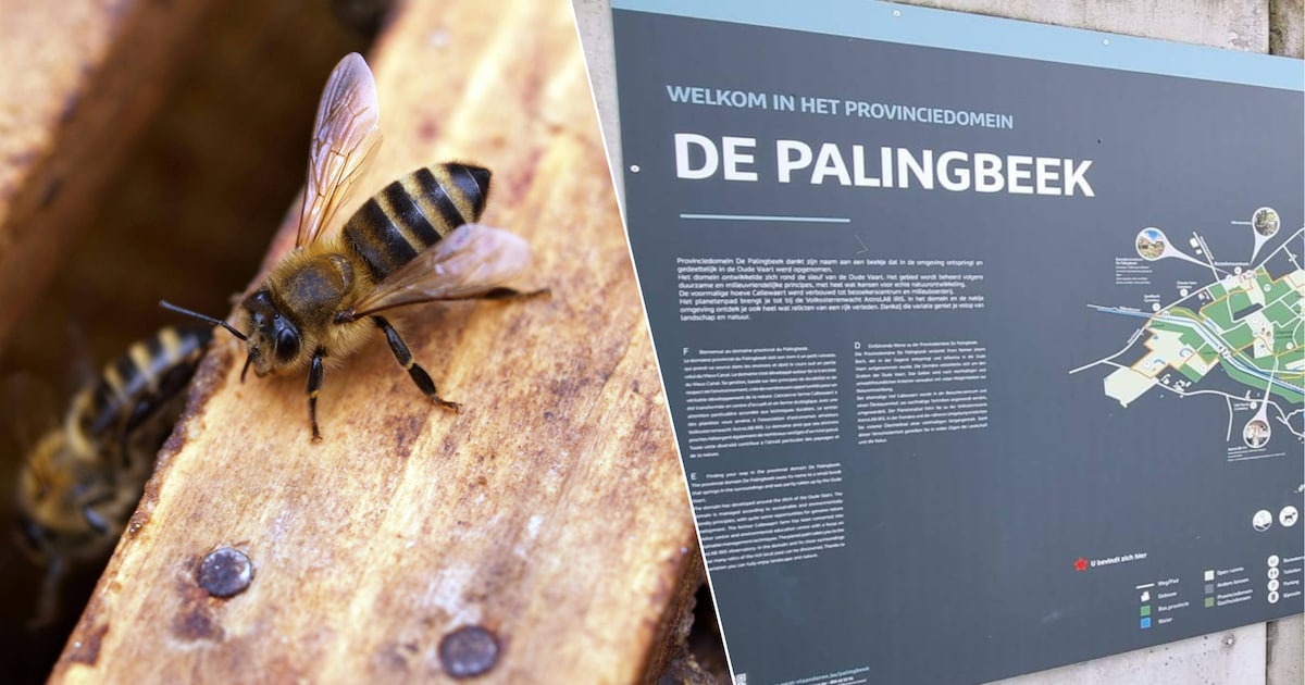 Dag van 1001 Dieren in provinciedomein Palingbeek: kinderen bouwen insectenhotel en ontdekken de wil