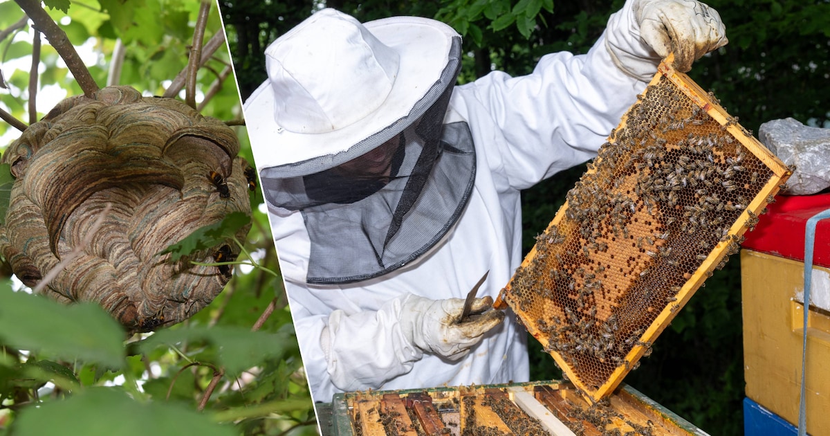 Zottegem verfijnt aanpak Aziatische hoornaar en zet in op lokale expertise: geen gratis hoornaarvall