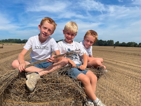 Achiel, Jules en Léon Galle zijn ‘de drie vlasbroertjes.’