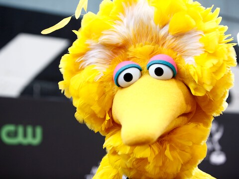 Ook in de Nederlandstalige versie is Pino een van de populairste personages, met zijn enorme poten en zijn enorme hart. Gek genoeg is Pino blauw, terwijl Big Bird geel is.