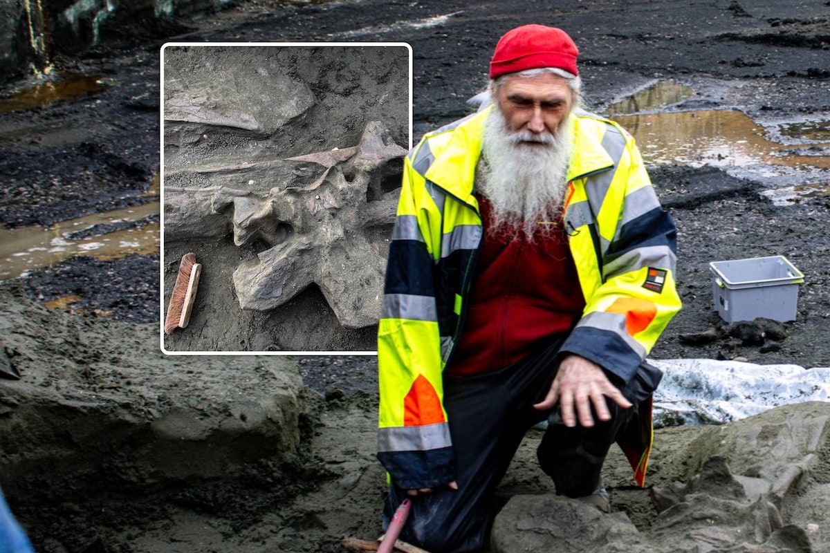 El paleontólogo Mark Bosselaers explica cómo se divide el cráneo de una ballena. Recuadro: la cabeza parcialmente expuesta de la ballena, que tiene unos 6 millones de años.