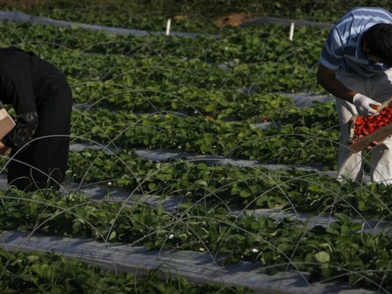 De Gazanen mogen onder meer terug aardbeien uitvoeren.