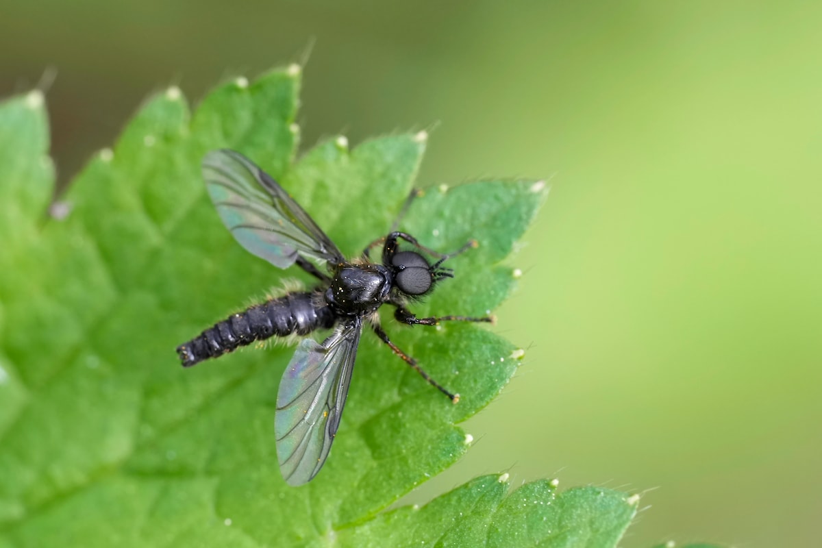 kaneelwater rouwvliegjes