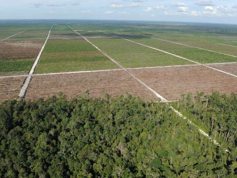In Indonesië wordt massaal ontbost om plaats te maken voor palmolieplantages.