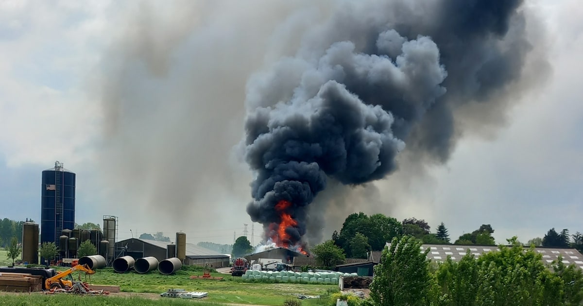3.000 biggen overleden bij stalbrand in Temse: “Oorzaak wordt ...
