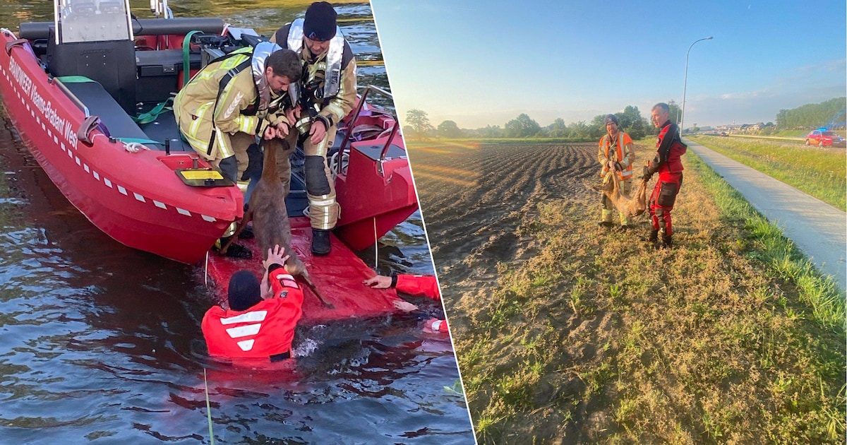 KIJK. Reetje belandt in kanaal in Kapelle-op-den-Bos: brandweer kan onfortuinlijke diertje redden