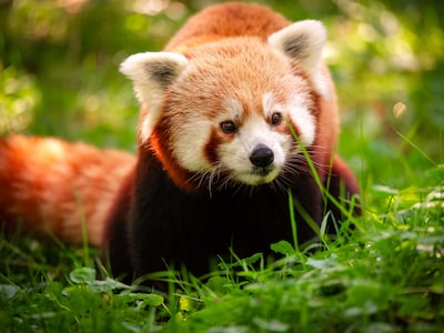 ZOO Planckendael