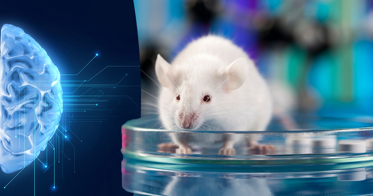 Van mijnen opsporen tot ziektes detecteren: leer alles over HeroRATS ...