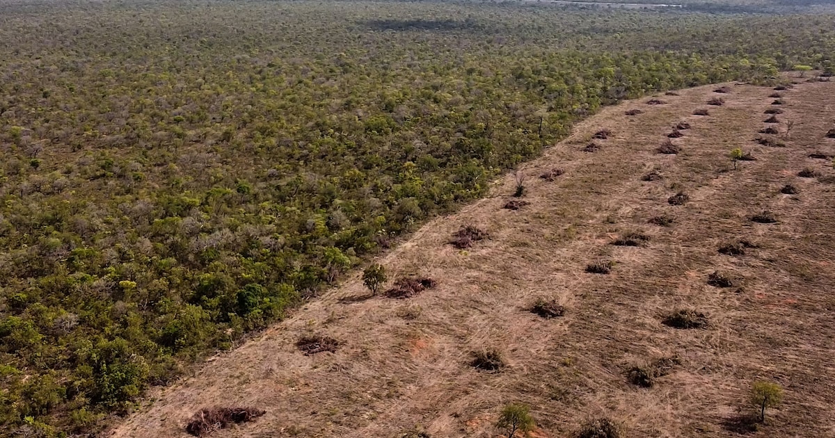 WWF: ontbossing neemt nog steeds toe ondanks beloftes wereldleiders ...