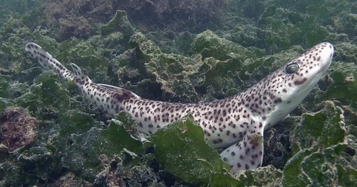 Steeds meer haaien in de Noordzee, Vlaamse onderzoekers zetten in op zenders om dieren te volgen