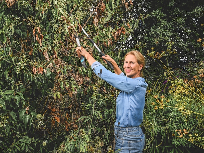 Je boom of planten zien er dood uit na deze hete zomer: snoeien of juist afblijven? “Doe eerst deze simpele test”