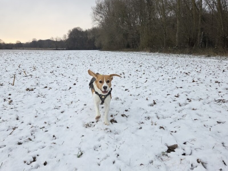 Niet alleen kinderen, maar ook huisdieren beleven dolle sneeuwpret - zo ook in Aalst!