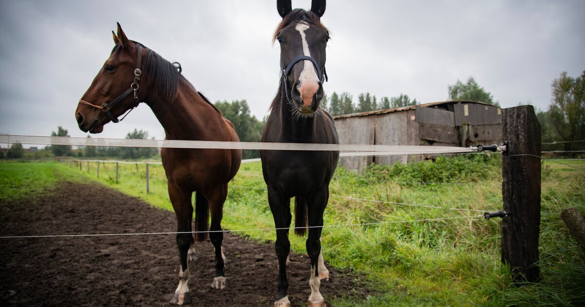 Gratis weidebordjes voor eigenaars van weidedieren
