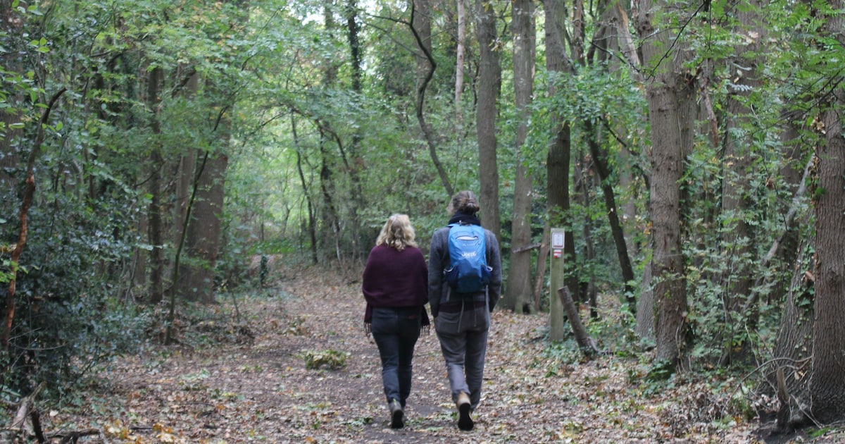 Wervik Wandelt op 11 november: keuze tussen 5,5 of 7 km door stad en velden