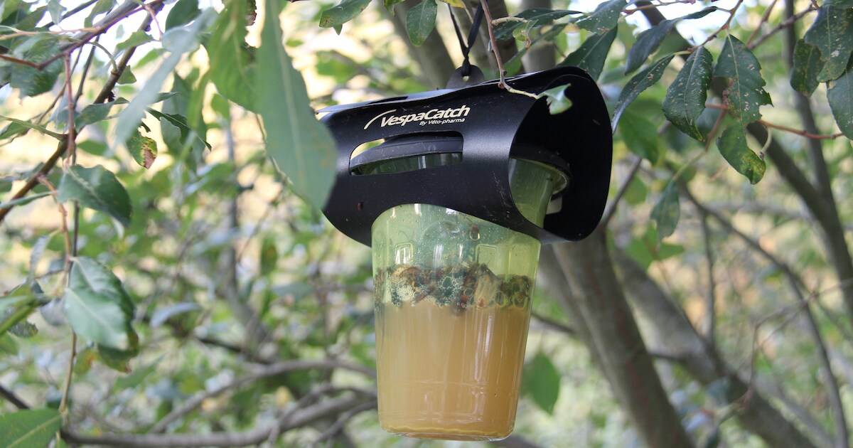 Halle voorziet opnieuw gratis lokvallen tegen de Aziatische hoornaar