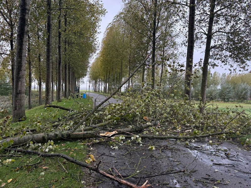 Een boom kwam op de weg terecht op de Groenendijk in Meerdonk