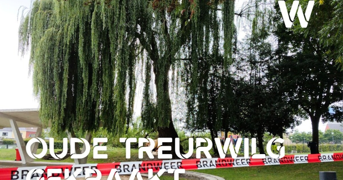 Treurwilg in speeltuin afgeknakt, maar zwembad blijft open | Wetteren