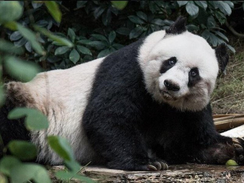 Jia Jia