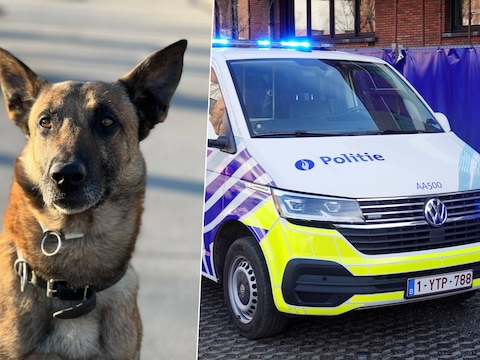 Illustratiebeeld. De Antwerpse politie nam een verwaarloosde hond bestuurlijk in beslag nadat agenten tijdens een huiszoeking erbarmelijke leefomstandigheden hadden vastgesteld. Het dier werd overgebracht naar een veilige opvang.