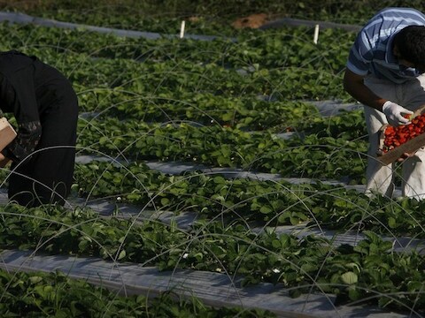 De Gazanen mogen onder meer terug aardbeien uitvoeren.