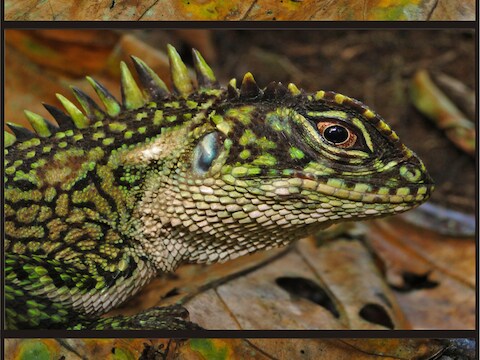 De Enyalioides binzayedi.
