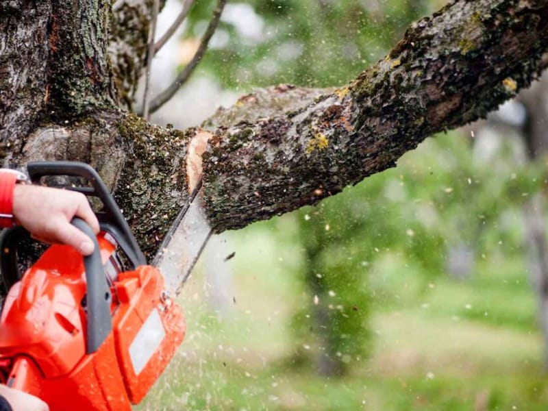 Gemeente velt bomen: geen doorgaand verkeer mogelijk op Corsendonk