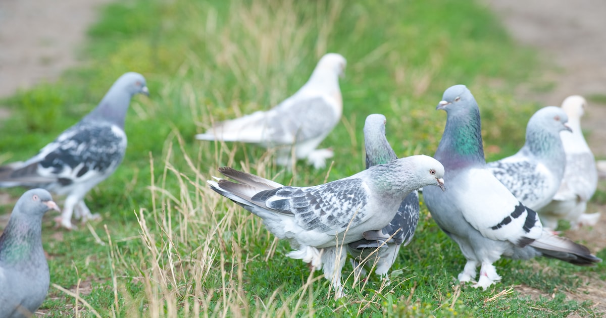 Duivenpopulatie in Mechelen is onder controle: “Aanpak met anticonceptiemiddel werkt”