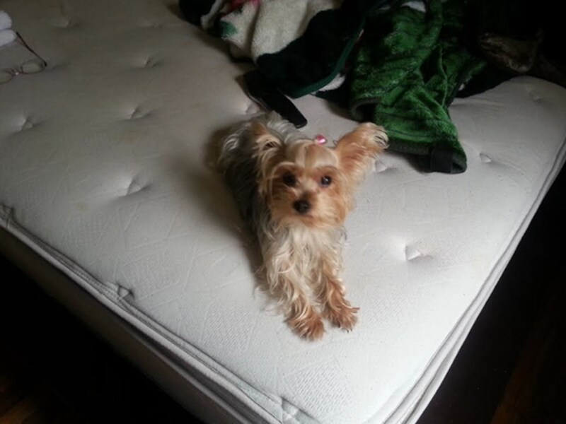 Violet, de gestolen maar inmiddels teruggevonden hond van de vrouw.