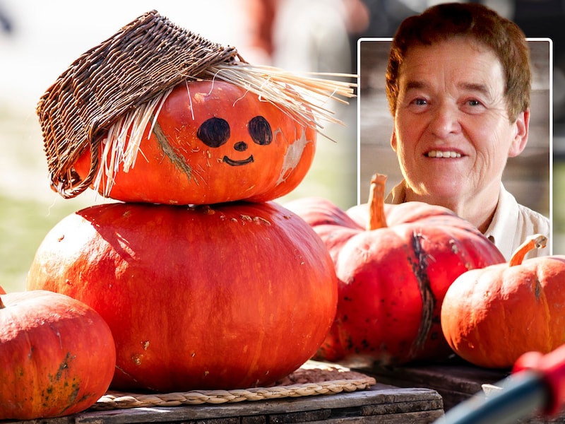 Boerin Cathérine Willaert uit Sint-Denijs (Zwevegem) bij haar passie: pompoenen in alle geuren en kleuren. Een foto van haar echtgenoot ziet Cathérine liever niet gepubliceerd.