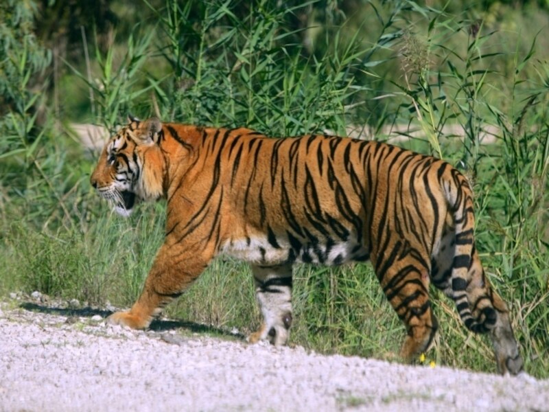 Bengaalse tijger