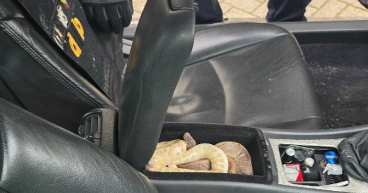 Nederlandse politie doet bizarre vondst in auto: twee pythons in de ...