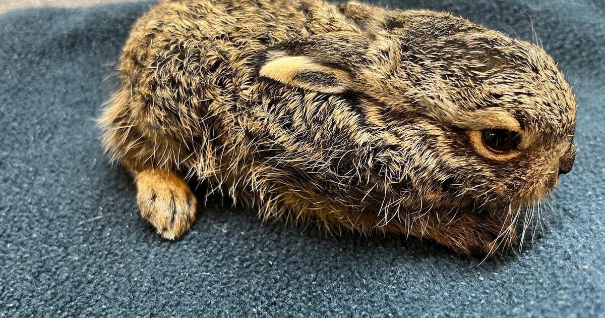 Mini-haas was thuisgebracht door een kat | Hoogstraten | HLN.be